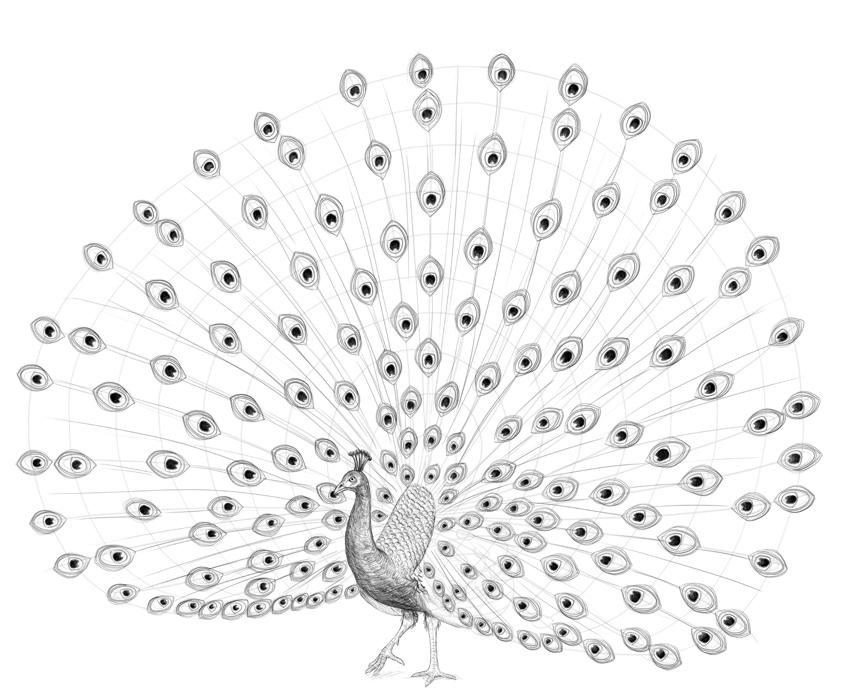 850x700 How To Draw A Peacock - Peacock Drawing Easy