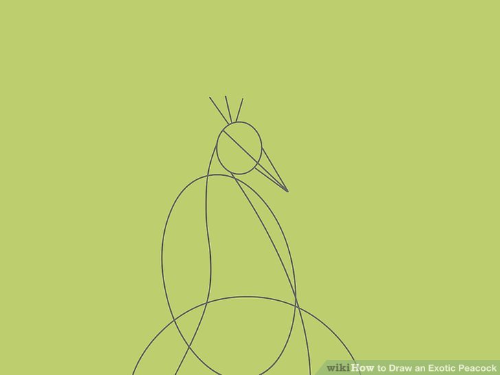 728x546 Ways To Draw An Exotic Peacock - Peacock Drawing Easy