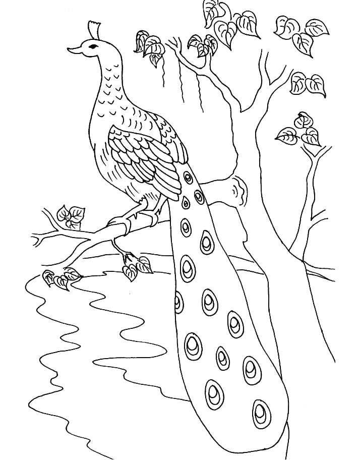 712x912 Peacock Drawing Tree For Free Download - Peacock Drawing For Kids