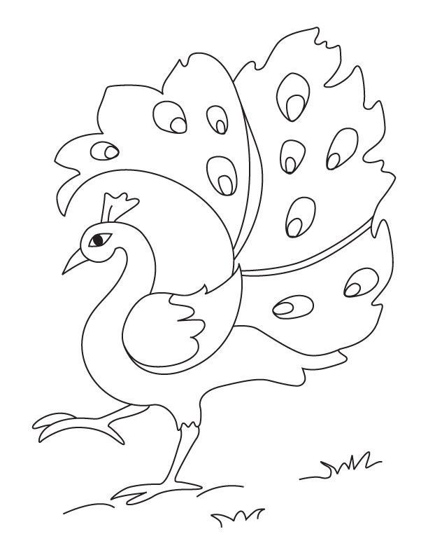 612x792 Peacock Drawing With Colour At Getdrawings Free For Personal - Peacock Drawing For Kids