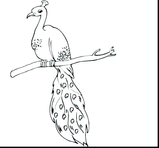 618x576 Printable Peacock Coloring Pages For Kids Color - Peacock Drawing For Kids