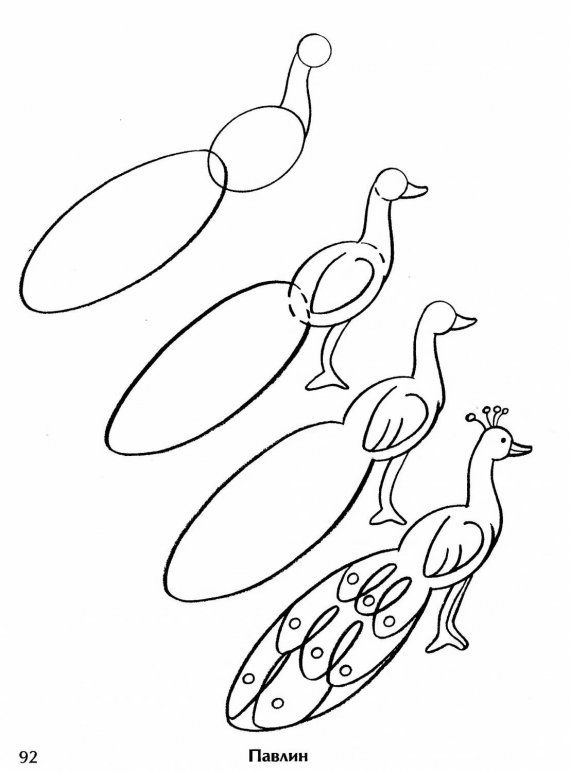 570x772 Step - Peacock Drawing For Kids