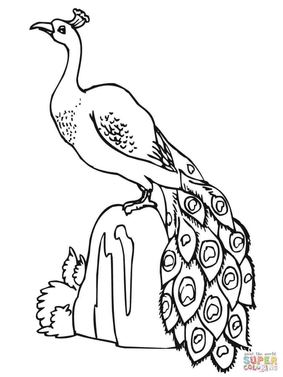 948x1264  - Peacock Drawing For Kids