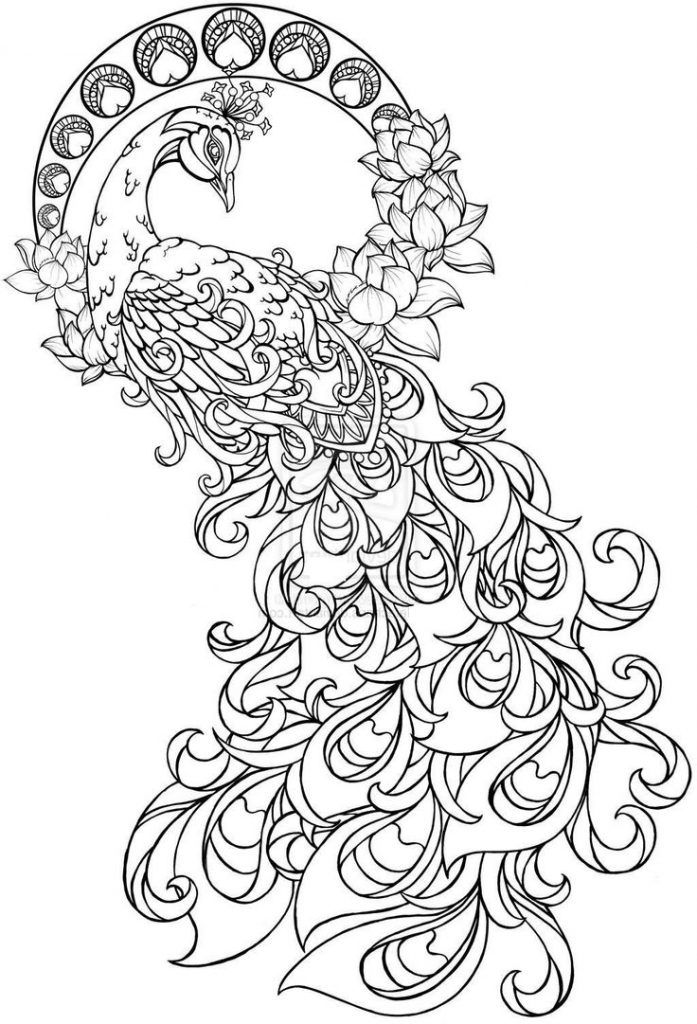 697x1024 free printable peacock coloring pages good peacock drawing easy - Peacock Drawing Images