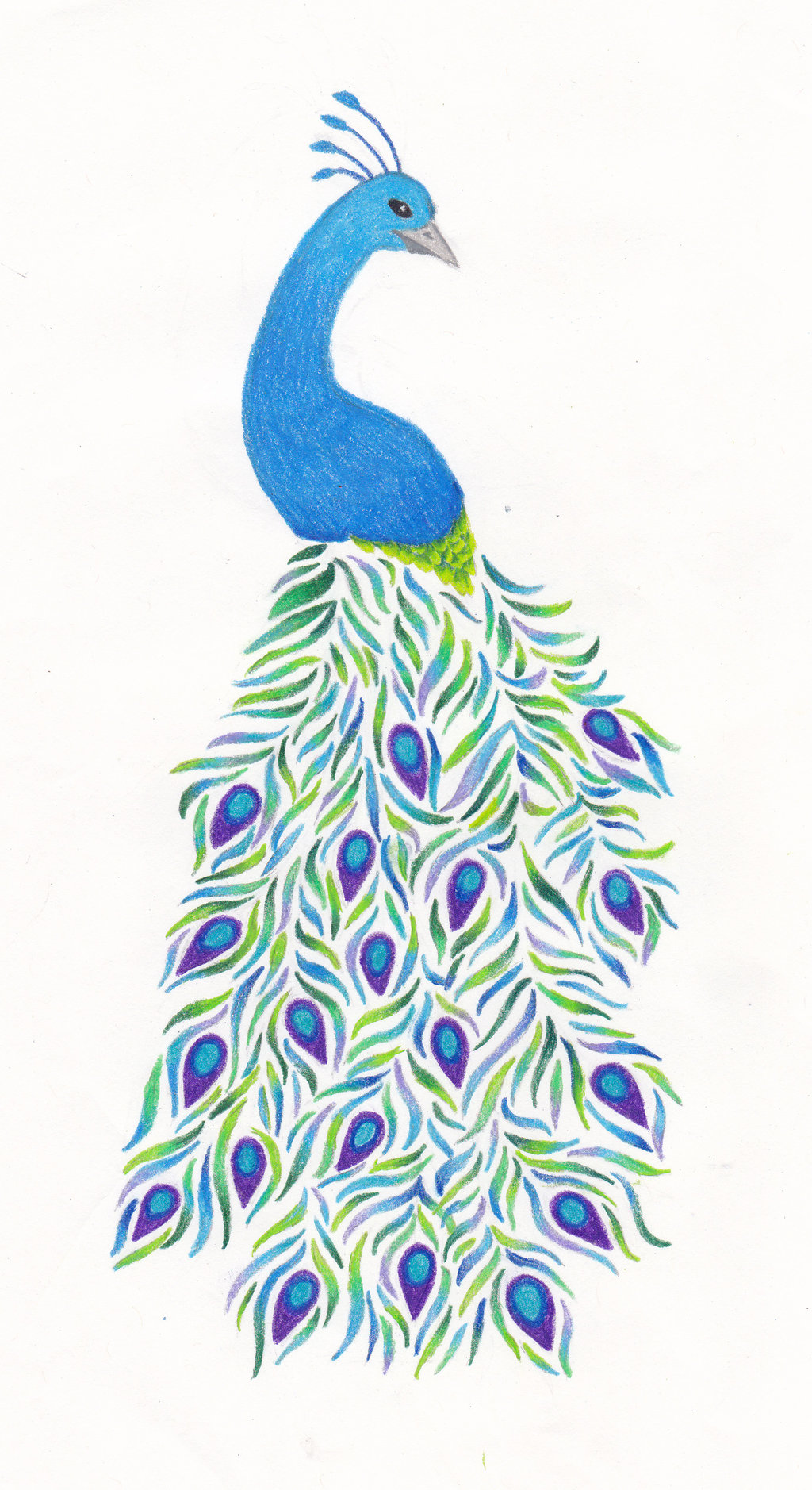 1024x1878 Peacock Drawing, Pencil, Sketch, Colorful, Realistic Art Images - Peacock Drawing Images