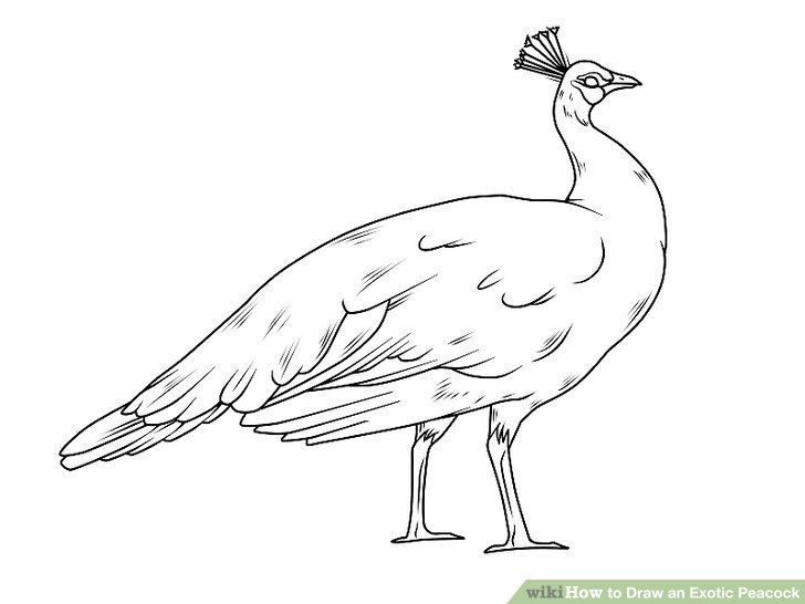 728x546 Ways To Draw An Exotic Peacock - Peacock Drawing Images