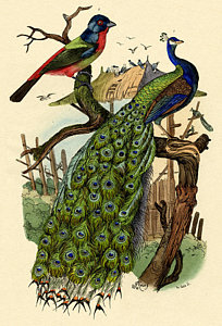 204x300 Peacock Drawings Fine Art America - Peacock Drawing Images