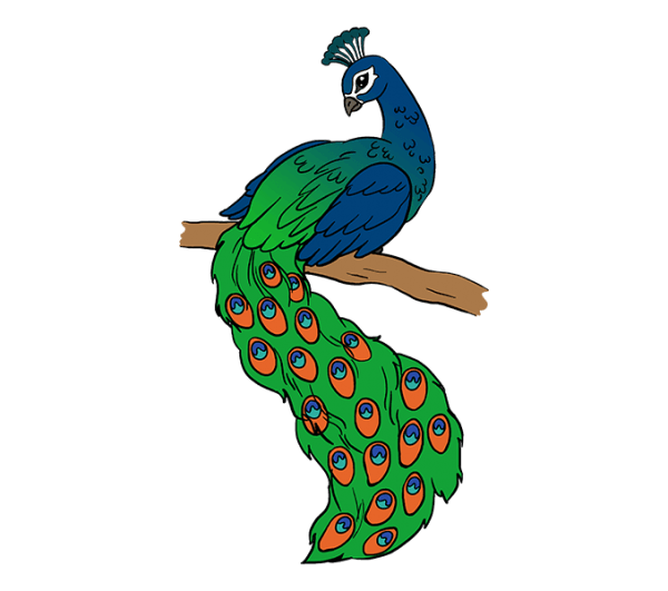 600x531 Peacock Images For Drawing - Peacock Drawing Images