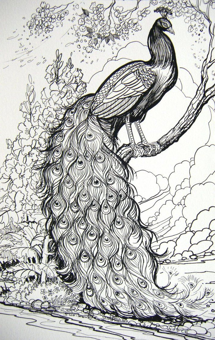 710x1126 Drawn Peacock Drawing - Peacock Drawing Images