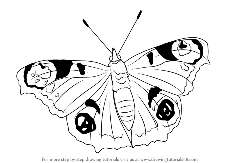 800x566 Learn How To Draw A Peacock Butterfly - Peacock Drawing Outline