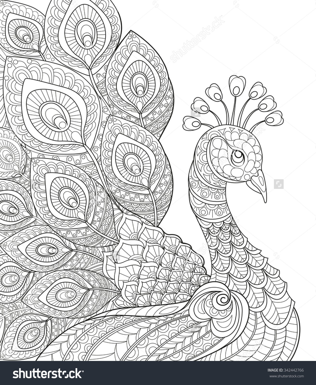 1313x1600 Peacock Coloring Pages - Peacock Drawing Outline