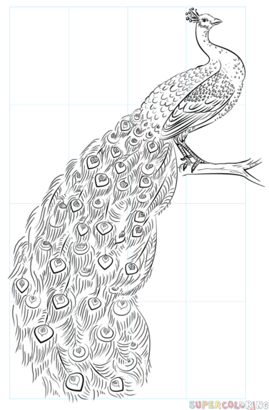 377x575 Peacock Drawing Free Download Clip Art - Peacock Drawing Outline
