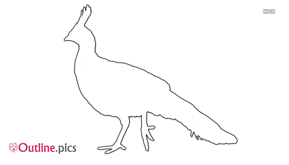934x534 Peacock Drawing Outline Easy Outline Pics - Peacock Drawing Outline