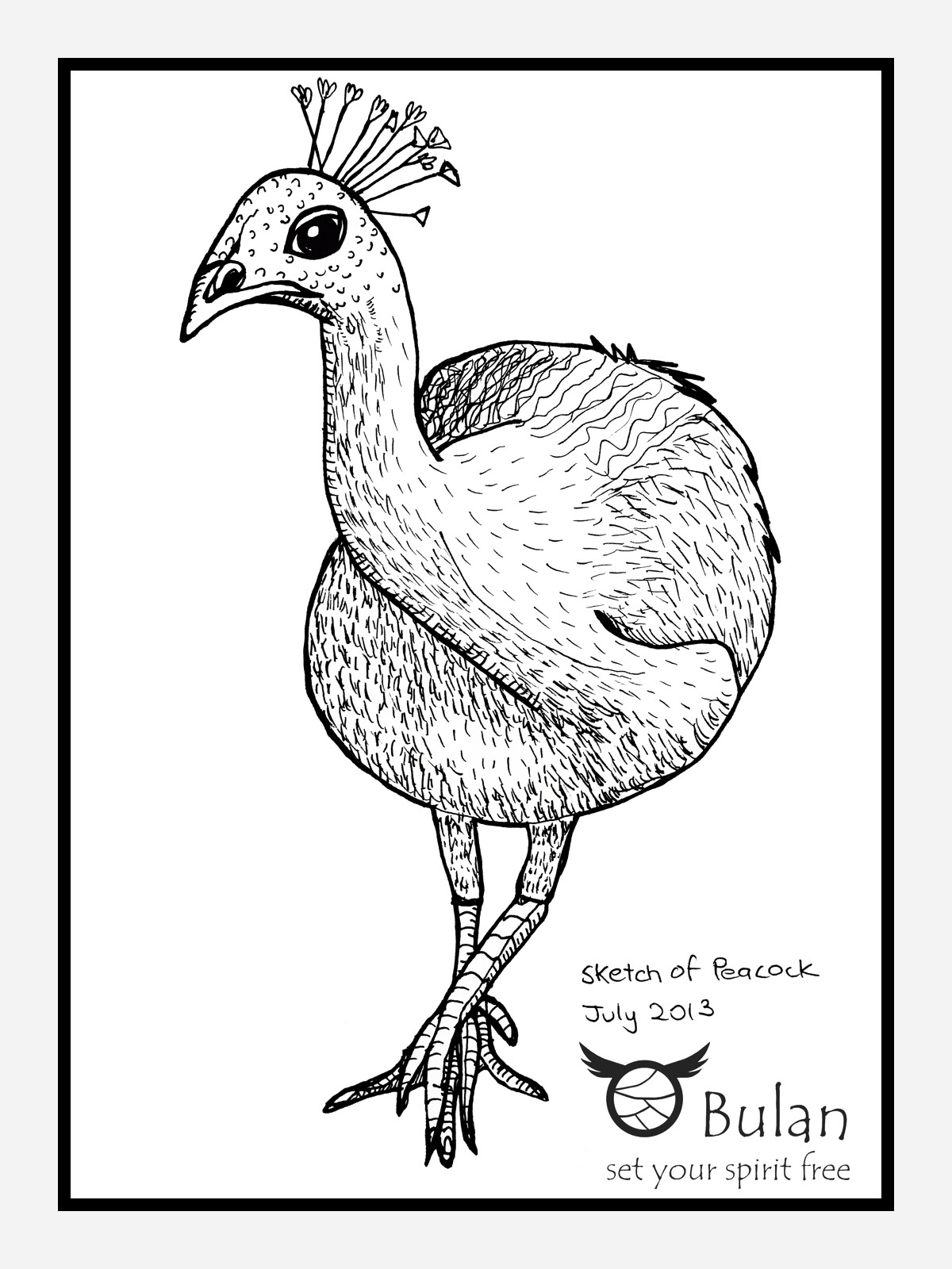 1200x1600 Step - Peacock Drawing Outline