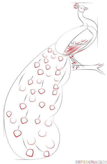 377x575 How To Draw A Peacock Step - Peacock Drawing Step By Step