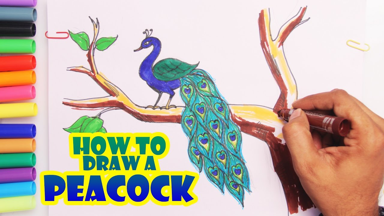 Peacock Drawing Step By Step at PaintingValley.com | Explore collection ...