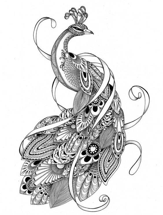 564x742 Drawn Tattoo Peacock - Peacock Drawing Tattoo