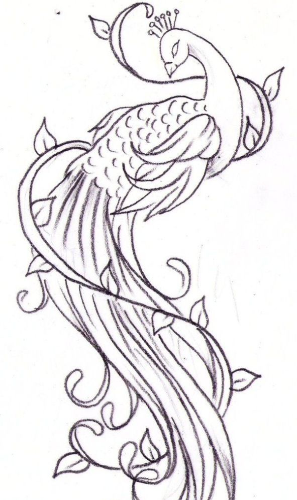 591x995 Huge Collection Of 'peacock Tattoo Drawing' Download More Than - Peacock Drawing Tattoo