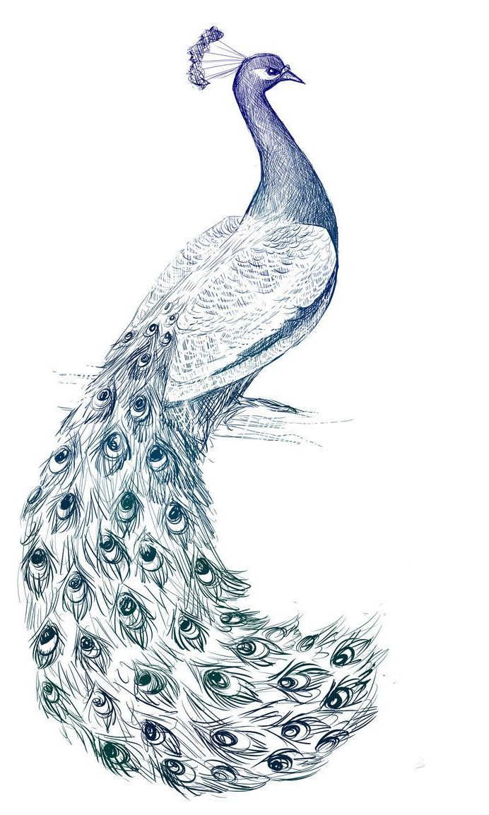 692x1154 Peacock Drawing Sketch - Peacock Drawing Tattoo