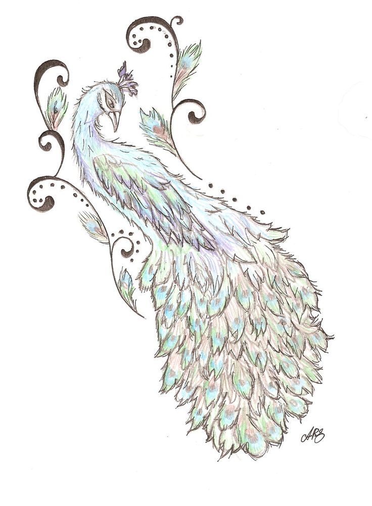736x999 Peacock Drawing Tattoo Color - Peacock Drawing Tattoo