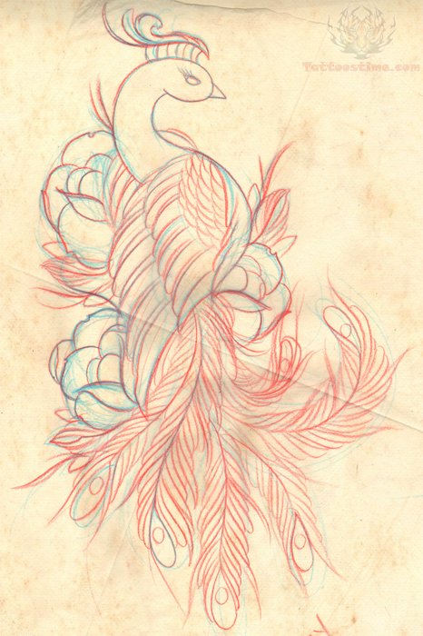 466x700 peacock drawing tattoo sample - Peacock Drawing Tattoo