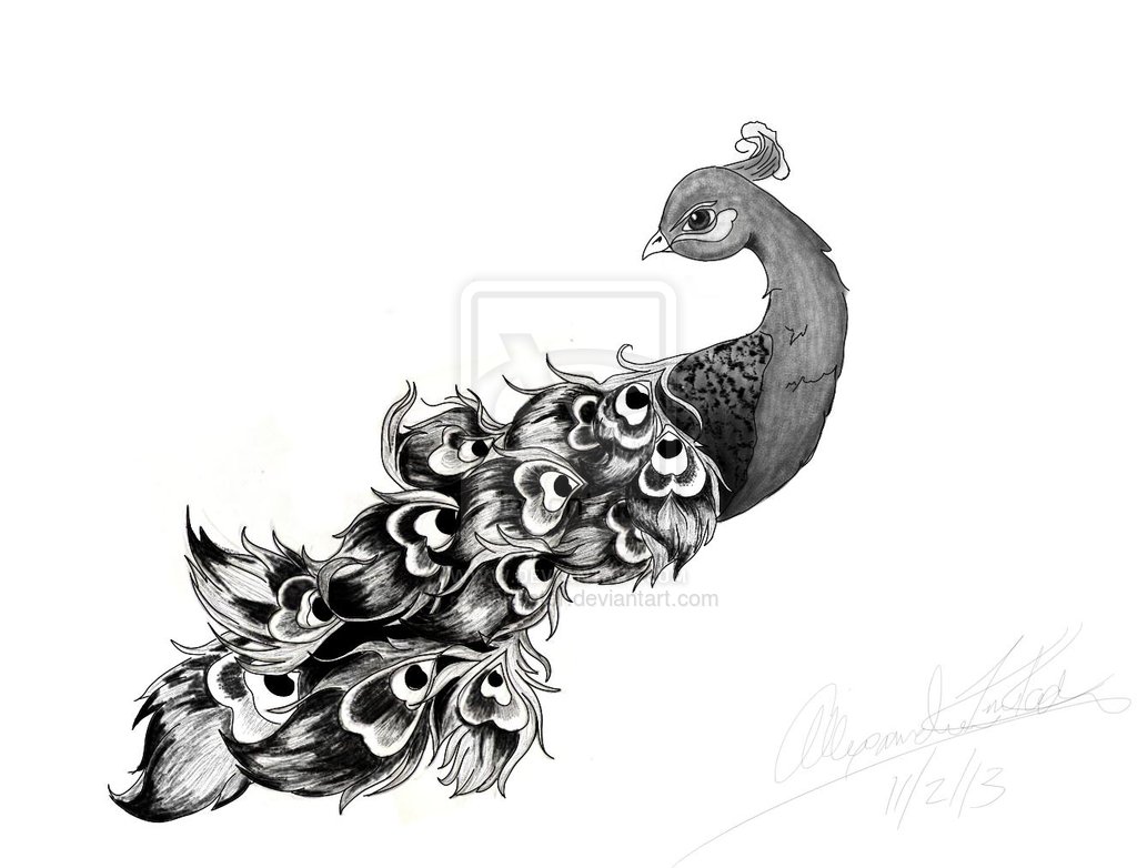 1024x782 Peacock Drawing Tattoo - Peacock Drawing Tattoo