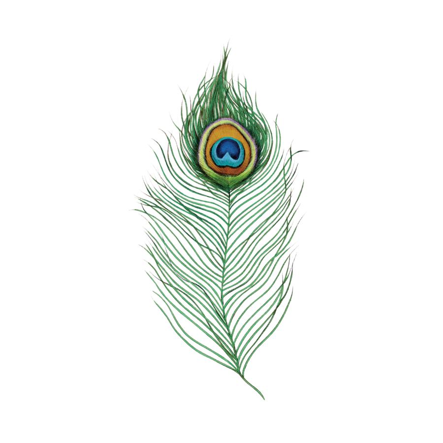 900x900 Tattly Peacock Feather Tattoo The Animal Kingdom - Peacock Drawing Tattoo