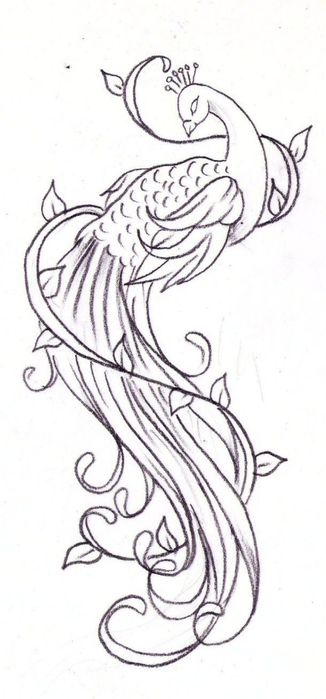 326x699 risunok pavlin tattoo sketches, peacock drawing, peacock tattoo - Peacock Drawing Tattoo