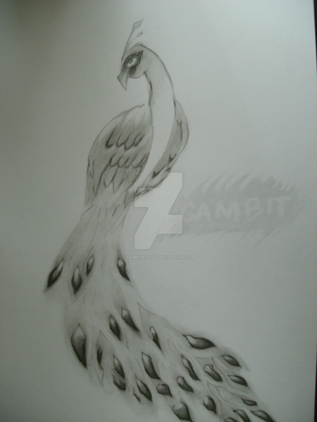 1024x1365 Peacock Drawing Old School For Free Download - Peacock Drawing Tattoo
