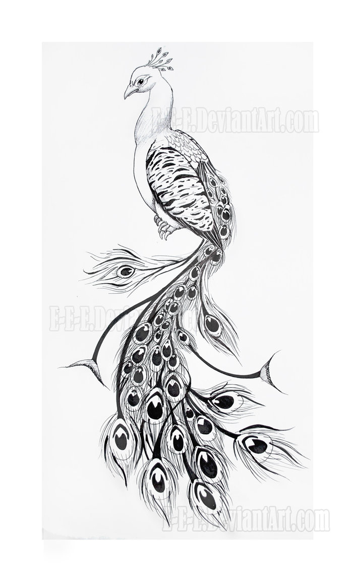 692x1153 Black And Grey Peacock Tattoo Design - Peacock Drawing Tattoo