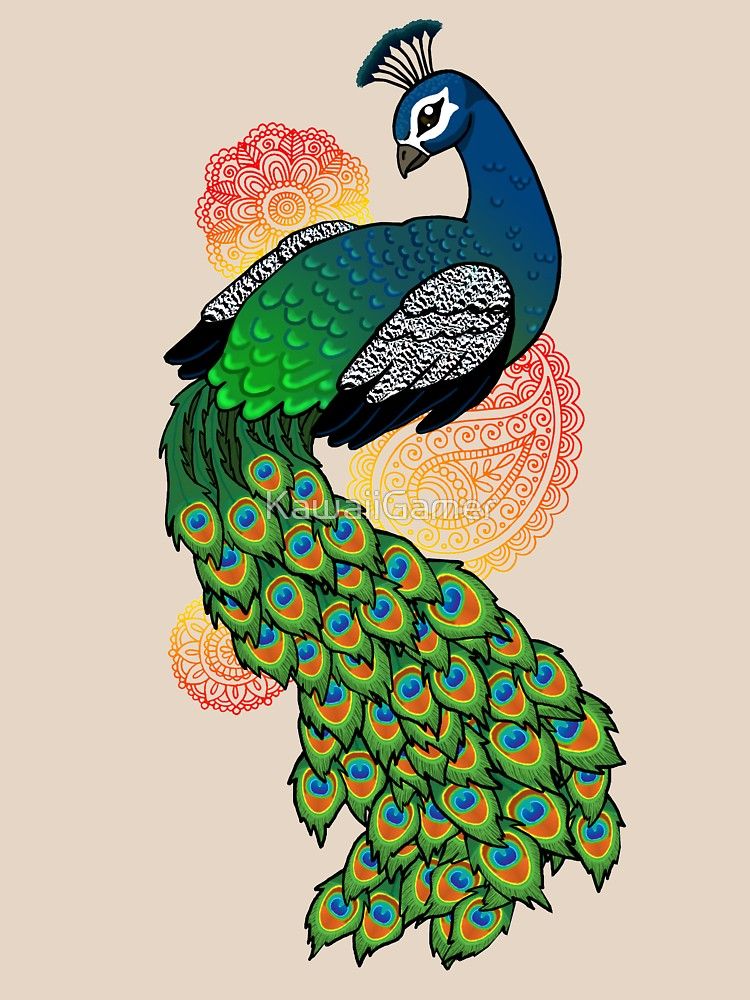 Peacock Drawing With Colour At Paintingvalley Com Explore Collection