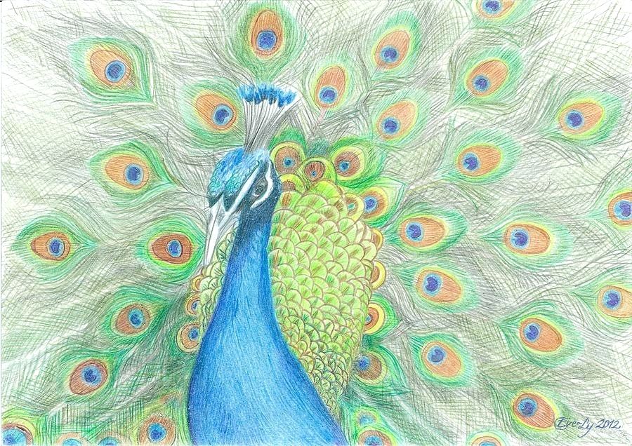 900x636 Peacock Color Drawing Peacock Color Drawing Drawn Peafowl Tree - Peacock Drawing With Colour