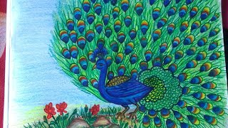 Peacock Drawing With Colour at PaintingValley.com | Explore collection ...