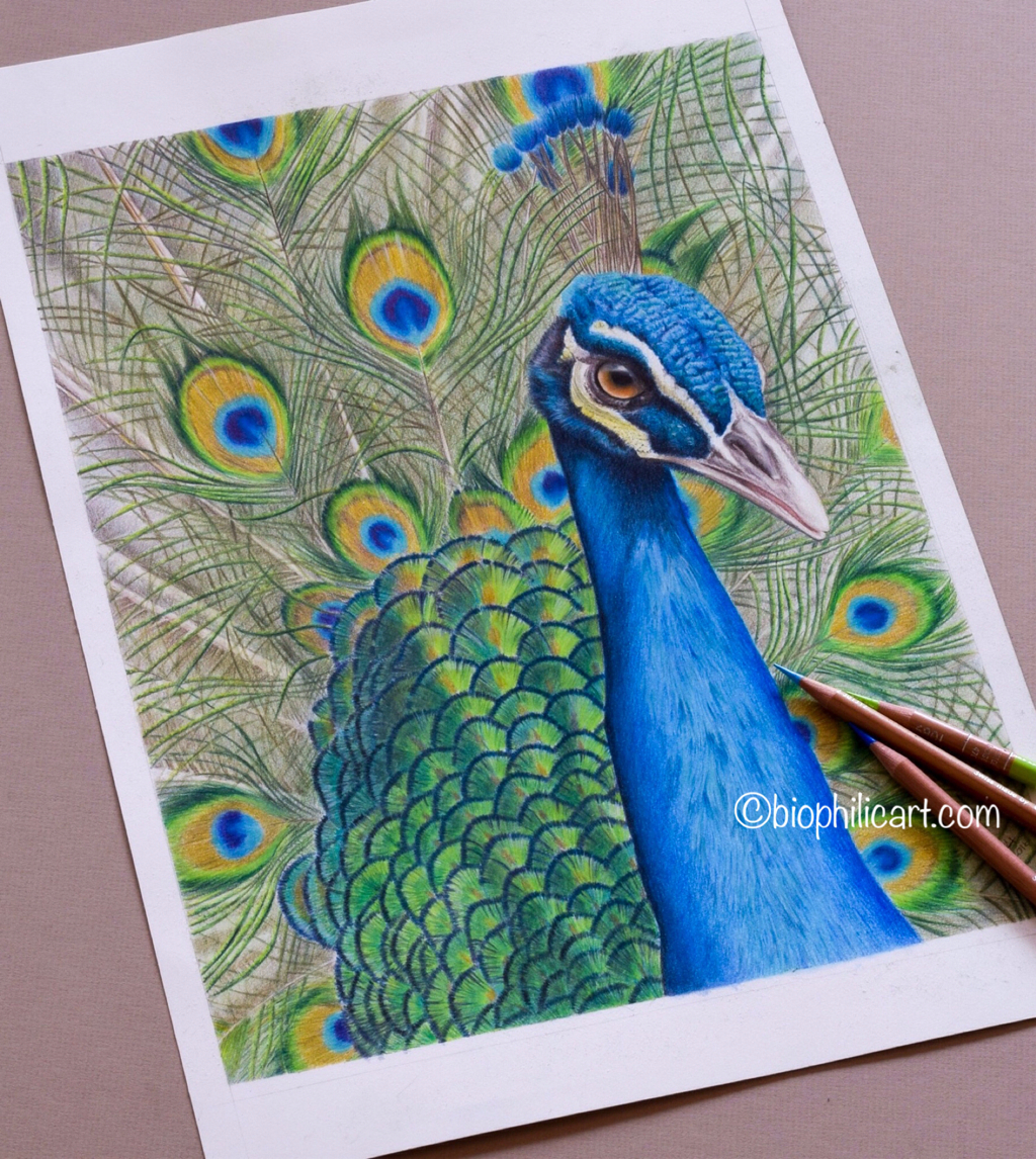 1024x1146 color pencil drawings of peacock morgan davidson illustration - Peacock Drawing With Colour