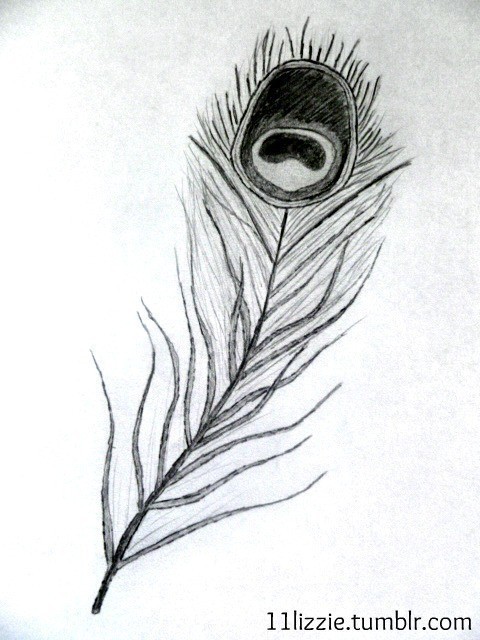 480x640 how to draw a peacock feather a feather drawing drawing on cut - Peacock Feather Drawing