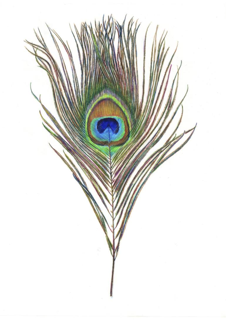770x1087 peacock feather drawing - Peacock Feather Drawing