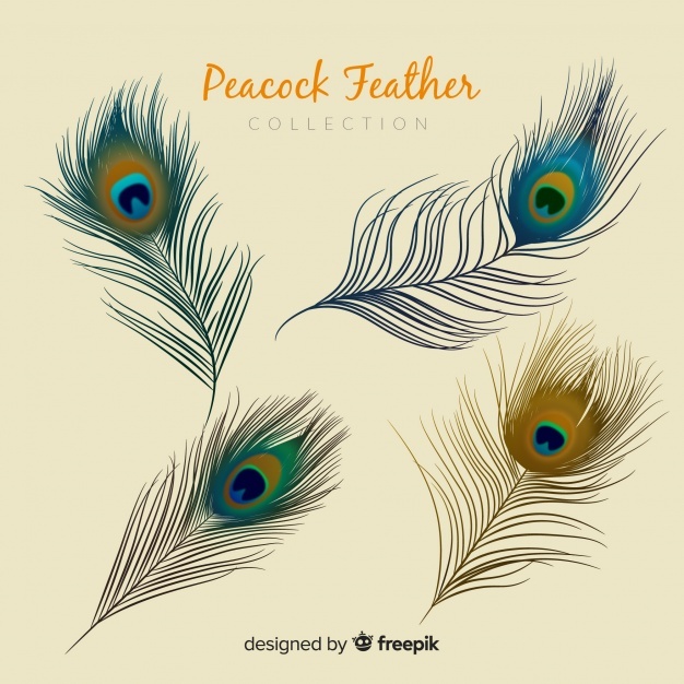 626x626 peacock feather vectors, photos and free download - Peacock Feather Drawing