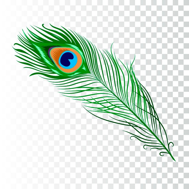 Peacock Feather Drawing at PaintingValley.com | Explore collection of