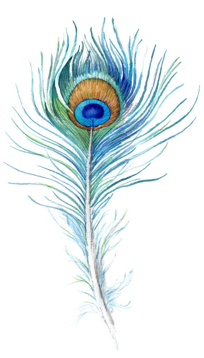 673x1181 watercolor peacock feather tattoo - Peacock Feather Drawing