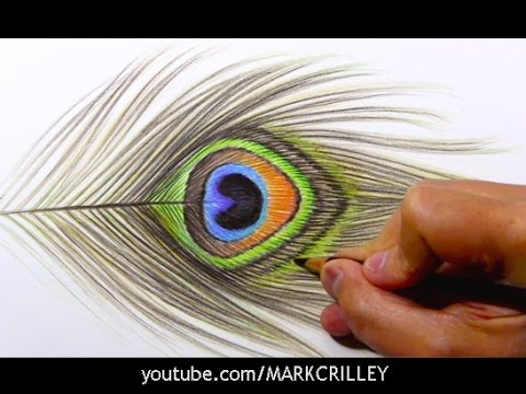 480x360 drawing time lapse peacock feather - Peacock Feather Drawing