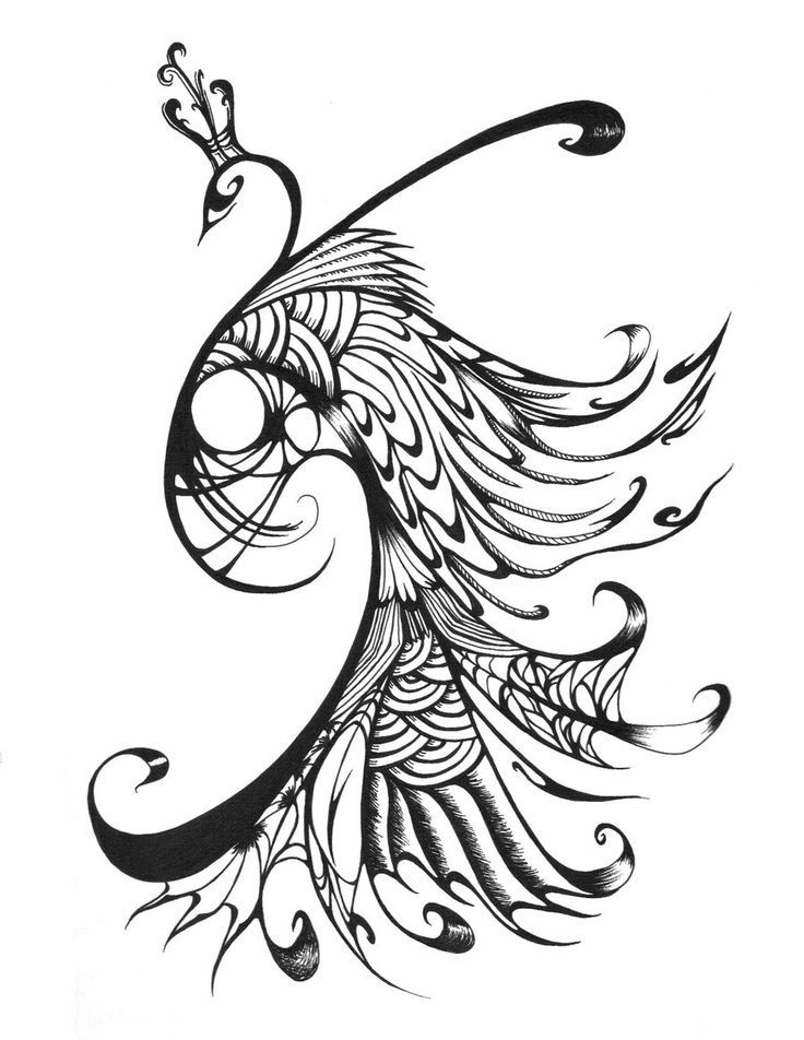 Peacock Feather Line Drawing At Explore Collection