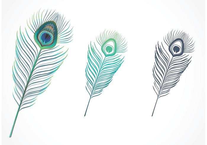 700x490 isolated peacock feather vector - Peacock Feather Line Drawing