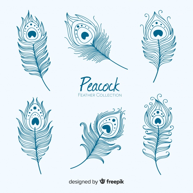 Peacock Feather Line Drawing At Explore Collection