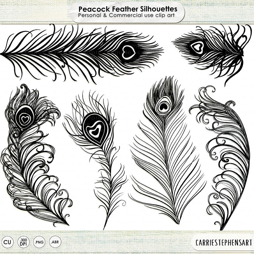 Peacock Feather Line Drawing At Explore Collection