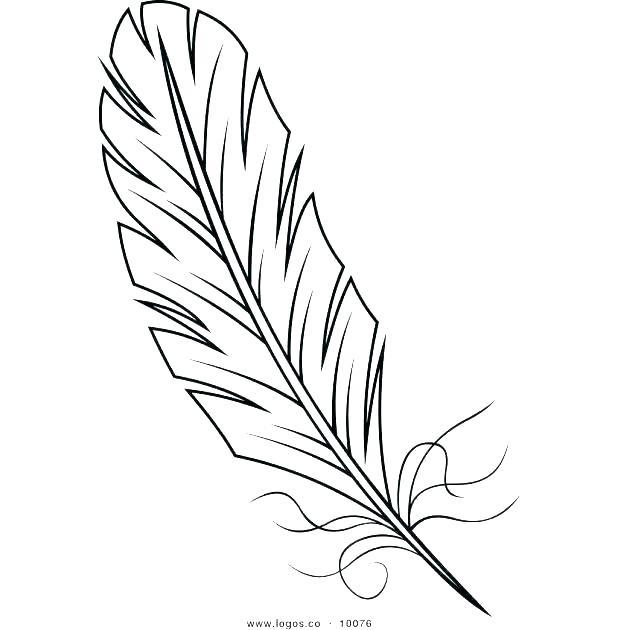 Peacock Feather Line Drawing at Explore collection