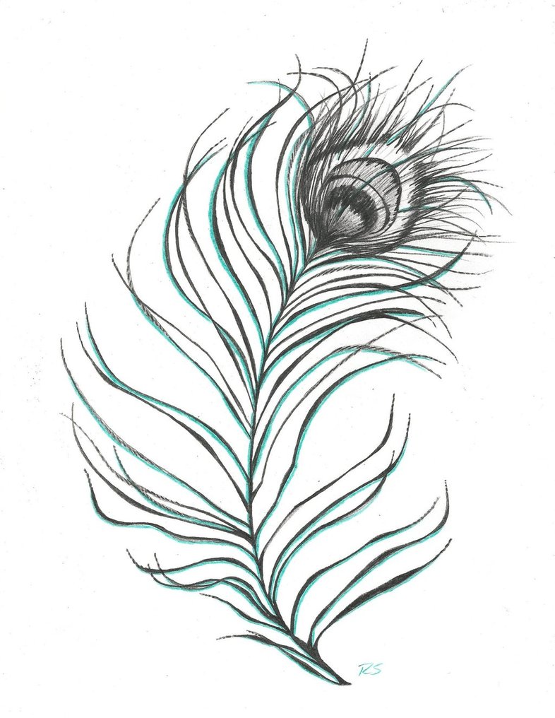 786x1016 peacock feather line drawing - Peacock Feather Line Drawing