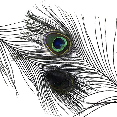 466x466 zucker black stem dyed peacock feather - Peacock Feather Line Drawing