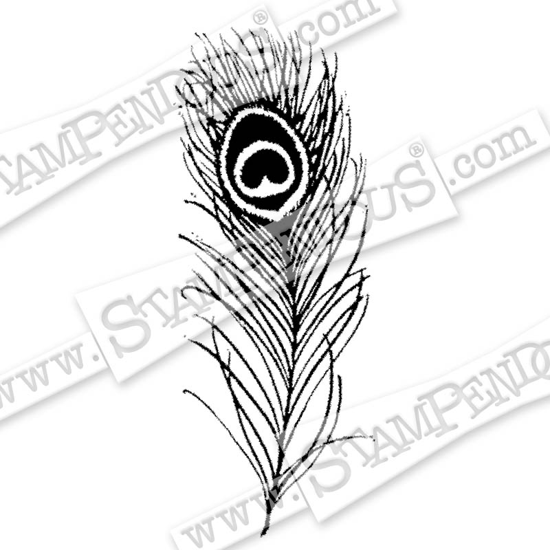 Peacock Feather Line Drawing At Explore Collection