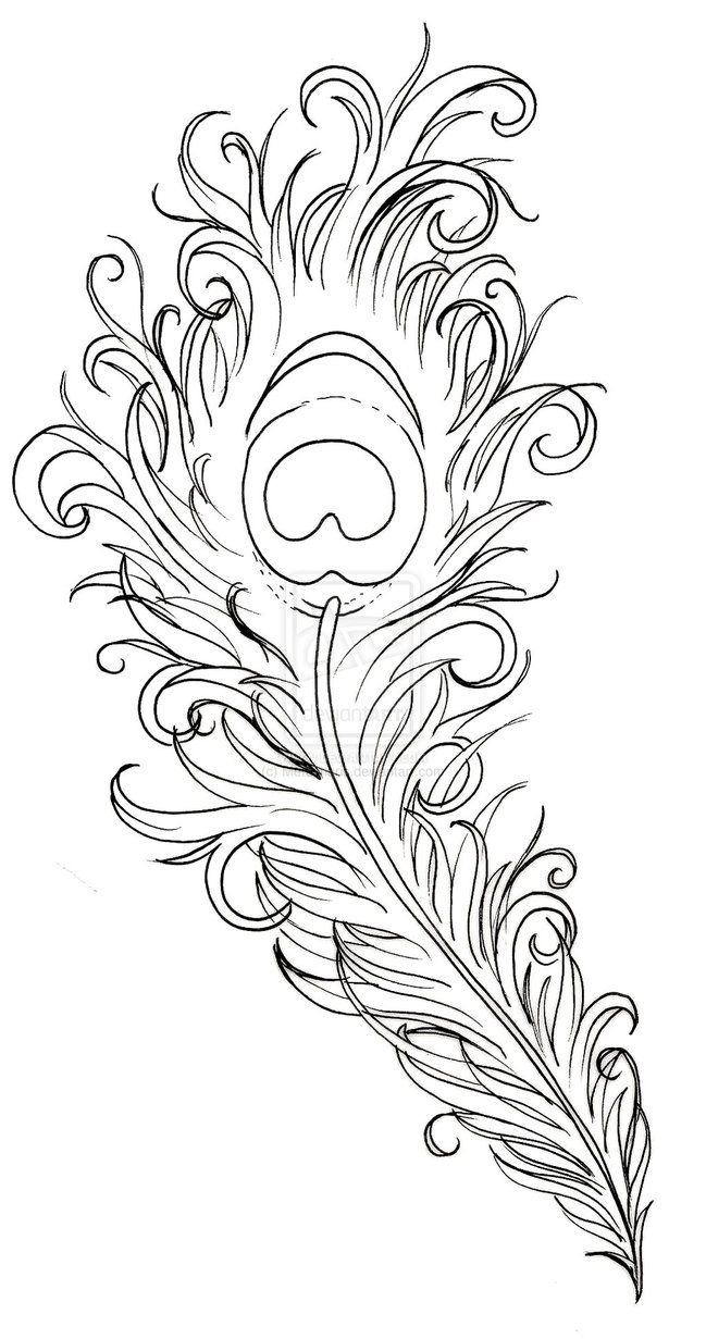 649x1231 peacock feather tattoo - Peacock Feather Line Drawing