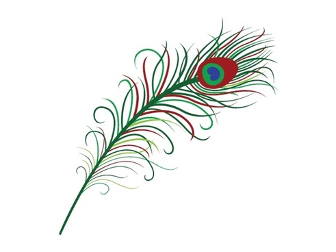 491x368 peacock feather drawing free vector download - Peacock Feather Line Drawing